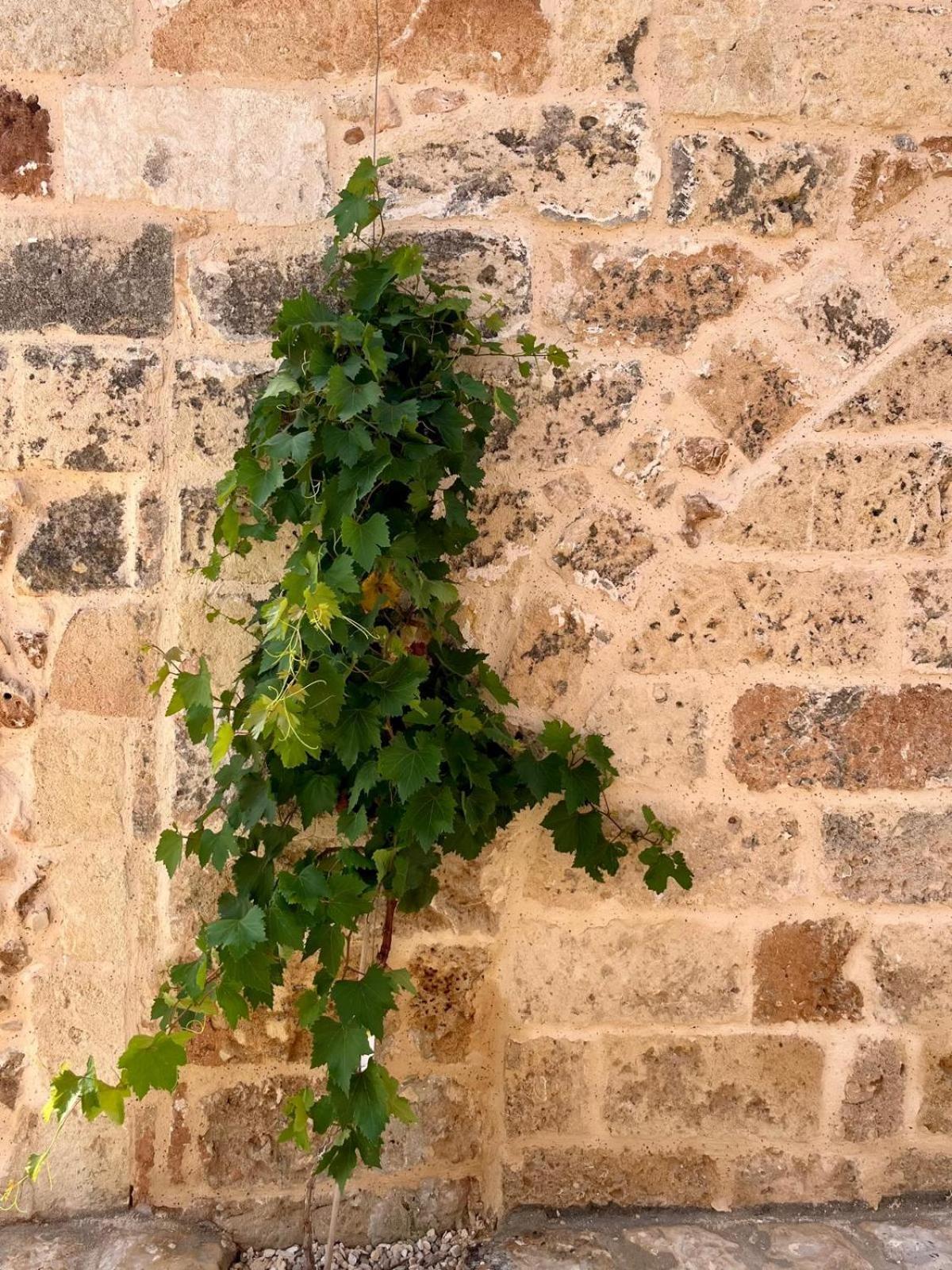 Masseria Voluzzi Copertino Exterior photo